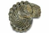 Wide, Enrolled Morocops Trilobite - Morocco #323196-1